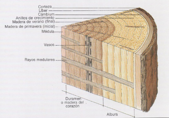 Archivo:Estructura-madera.png
