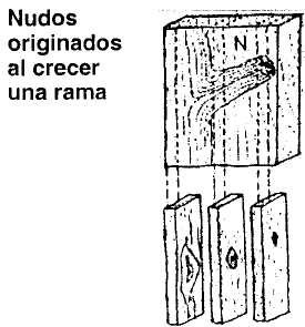 Archivo:Defectos madera- nudos crecimento rama.jpg